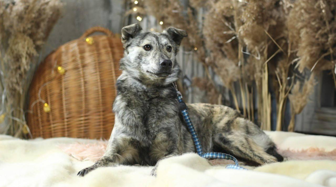 Chiens à adopter
